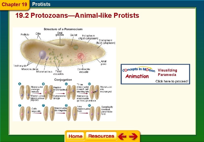 Chapter 19 Protists 19. 2 Protozoans—Animal-like Protists Visualizing Paramecia 