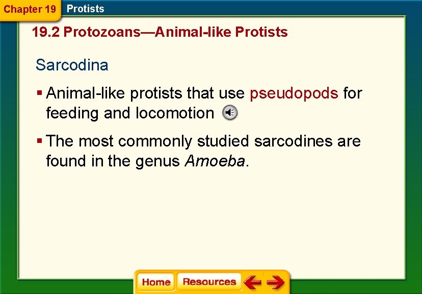 Chapter 19 Protists 19. 2 Protozoans—Animal-like Protists Sarcodina § Animal-like protists that use pseudopods