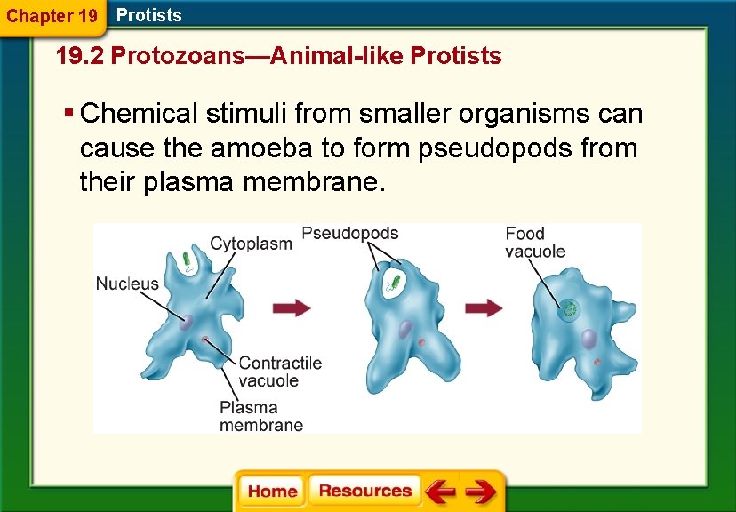 Chapter 19 Protists 19. 2 Protozoans—Animal-like Protists § Chemical stimuli from smaller organisms can
