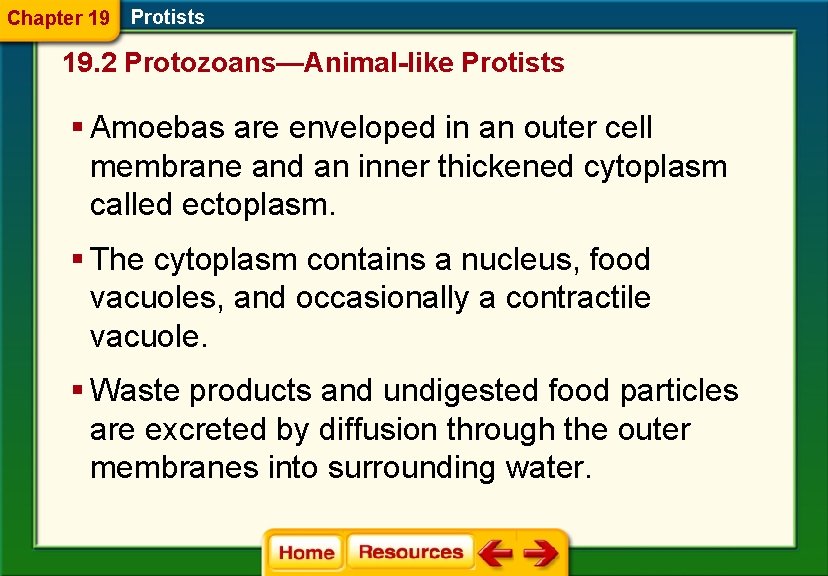 Chapter 19 Protists 19. 2 Protozoans—Animal-like Protists § Amoebas are enveloped in an outer