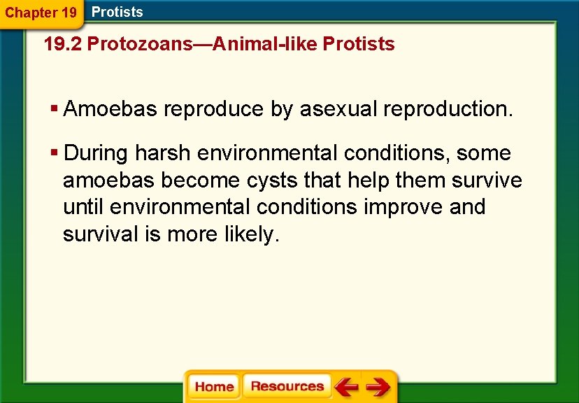 Chapter 19 Protists 19. 2 Protozoans—Animal-like Protists § Amoebas reproduce by asexual reproduction. §