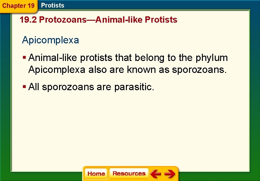 Chapter 19 Protists 19. 2 Protozoans—Animal-like Protists Apicomplexa § Animal-like protists that belong to