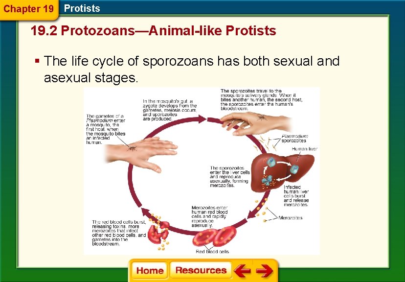 Chapter 19 Protists 19. 2 Protozoans—Animal-like Protists § The life cycle of sporozoans has