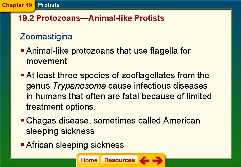 Chapter 19 Protists 19. 2 Protozoans—Animal-like Protists Zoomastigina § Animal-like protozoans that use flagella