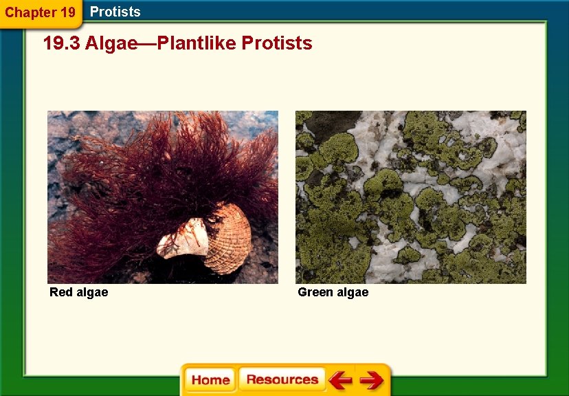 Chapter 19 Protists 19. 3 Algae—Plantlike Protists Red algae Green algae 