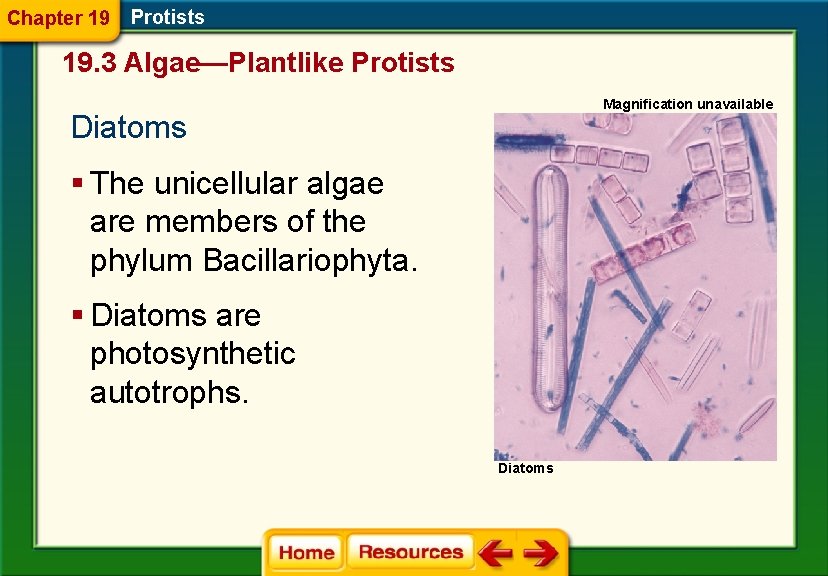 Chapter 19 Protists 19. 3 Algae—Plantlike Protists Magnification unavailable Diatoms § The unicellular algae