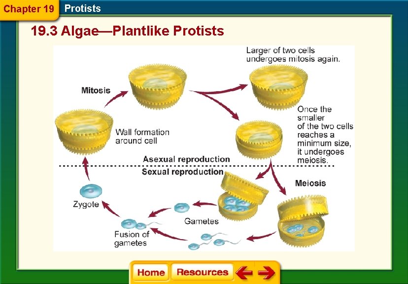 Chapter 19 Protists 19. 3 Algae—Plantlike Protists 