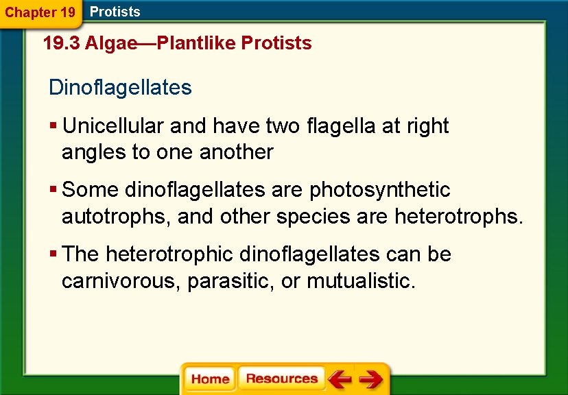 Chapter 19 Protists 19. 3 Algae—Plantlike Protists Dinoflagellates § Unicellular and have two flagella