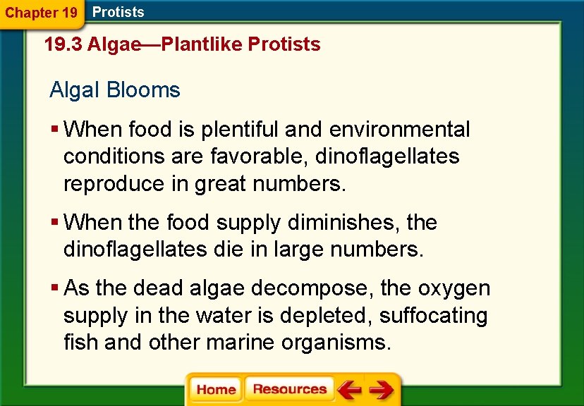 Chapter 19 Protists 19. 3 Algae—Plantlike Protists Algal Blooms § When food is plentiful