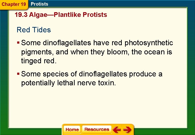 Chapter 19 Protists 19. 3 Algae—Plantlike Protists Red Tides § Some dinoflagellates have red