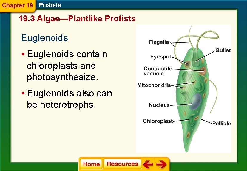 Chapter 19 Protists 19. 3 Algae—Plantlike Protists Euglenoids § Euglenoids contain chloroplasts and photosynthesize.