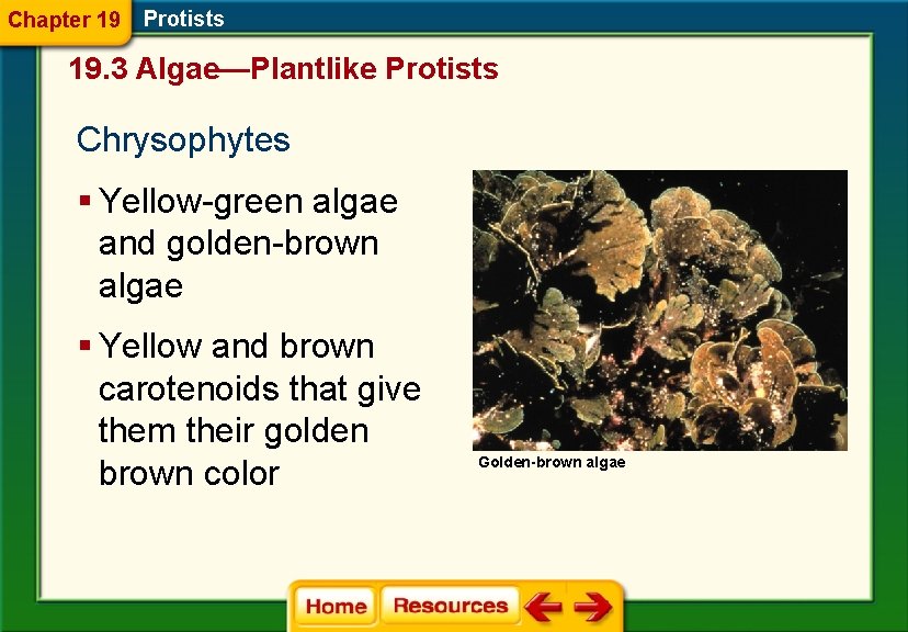 Chapter 19 Protists 19. 3 Algae—Plantlike Protists Chrysophytes § Yellow-green algae and golden-brown algae