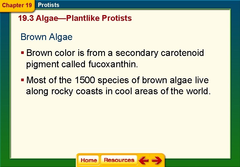 Chapter 19 Protists 19. 3 Algae—Plantlike Protists Brown Algae § Brown color is from