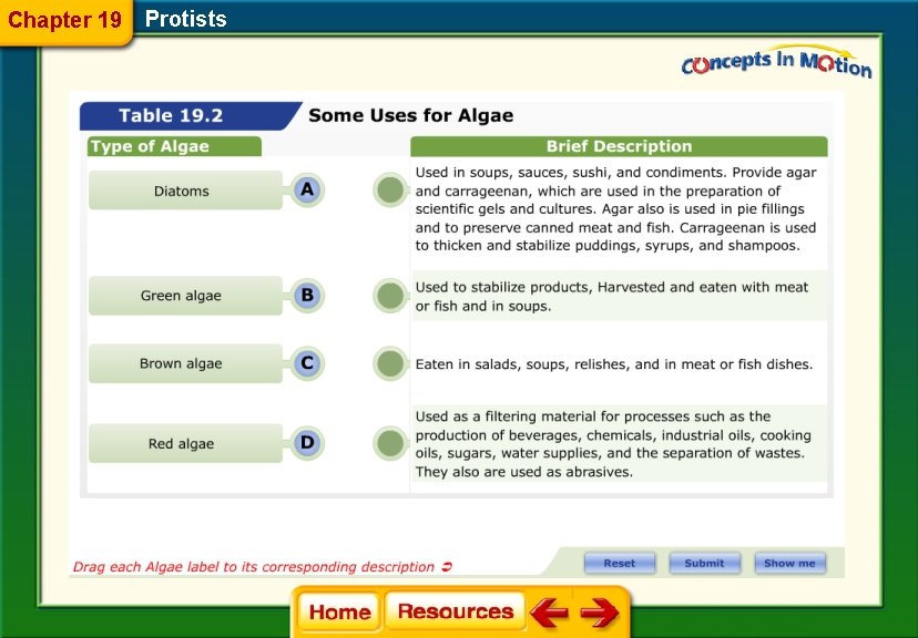 Chapter 19 Protists 