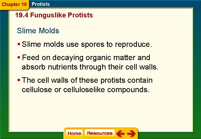 Chapter 19 Protists 19. 4 Funguslike Protists Slime Molds § Slime molds use spores