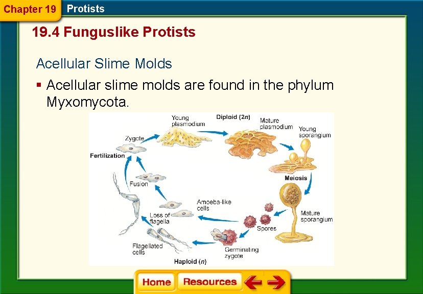 Chapter 19 Protists 19. 4 Funguslike Protists Acellular Slime Molds § Acellular slime molds