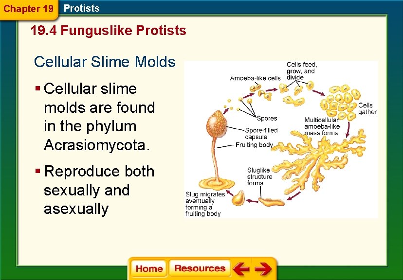 Chapter 19 Protists 19. 4 Funguslike Protists Cellular Slime Molds § Cellular slime molds