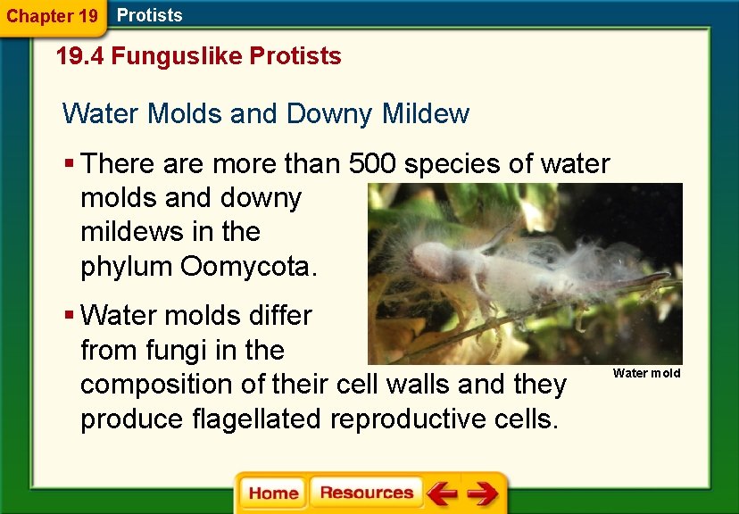 Chapter 19 Protists 19. 4 Funguslike Protists Water Molds and Downy Mildew § There