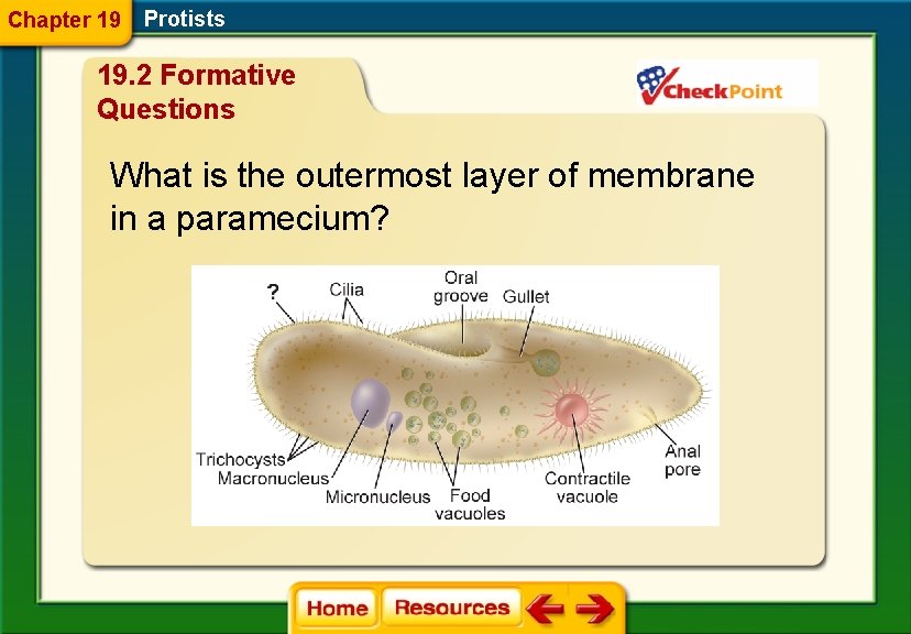 Chapter 19 Protists 19. 2 Formative Questions What is the outermost layer of membrane