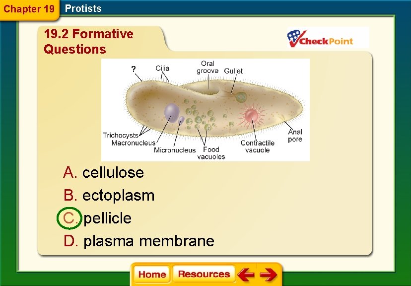 Chapter 19 Protists 19. 2 Formative Questions A. cellulose B. ectoplasm C. pellicle D.