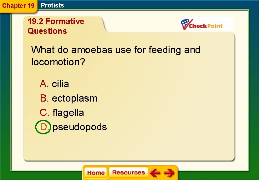 Chapter 19 Protists 19. 2 Formative Questions What do amoebas use for feeding and