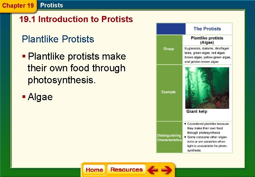 Chapter 19 Protists 19. 1 Introduction to Protists Plantlike Protists § Plantlike protists make