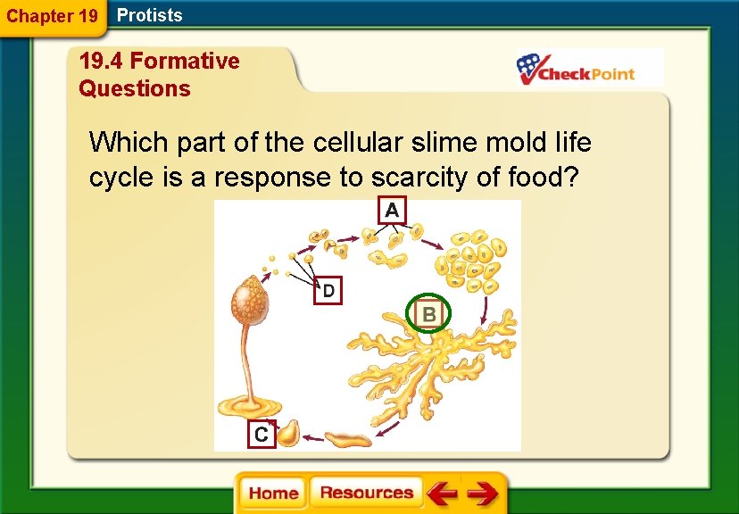 Chapter 19 Protists 19. 4 Formative Questions Which part of the cellular slime mold