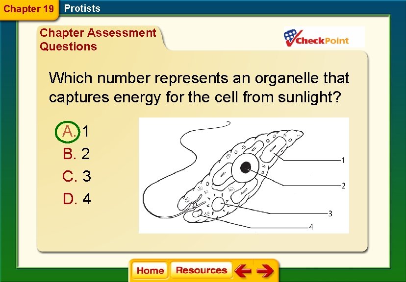 Chapter 19 Protists Chapter Assessment Questions Which number represents an organelle that captures energy