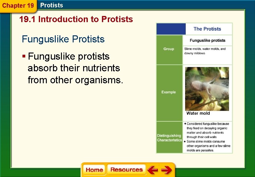 Chapter 19 Protists 19. 1 Introduction to Protists Funguslike Protists § Funguslike protists absorb