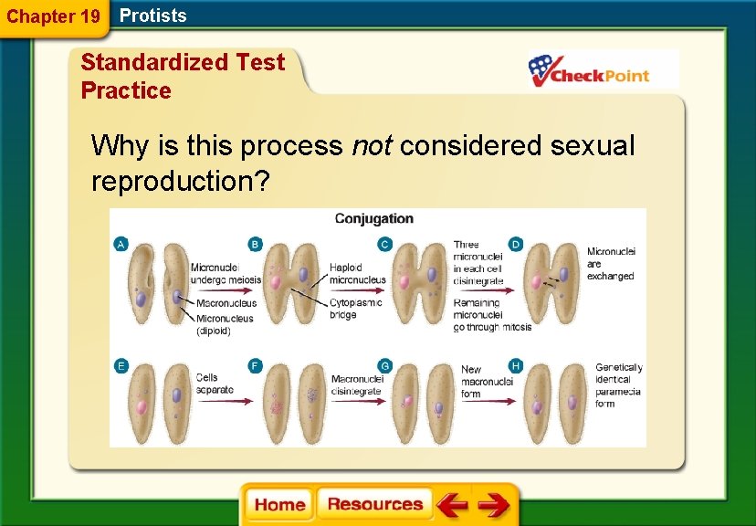 Chapter 19 Protists Standardized Test Practice Why is this process not considered sexual reproduction?