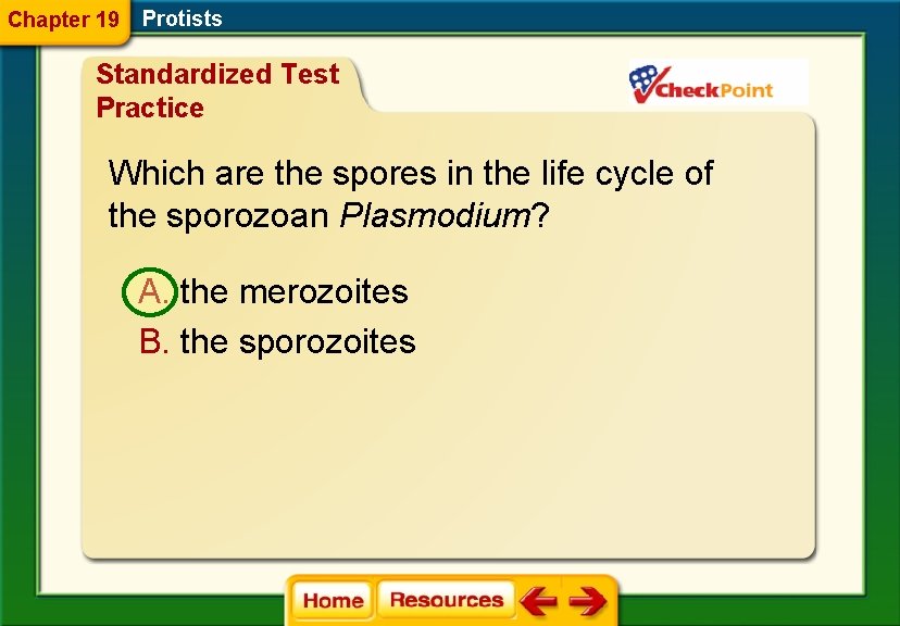 Chapter 19 Protists Standardized Test Practice Which are the spores in the life cycle