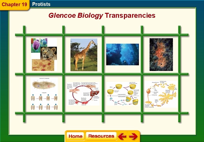 Chapter 19 Protists Glencoe Biology Transparencies 