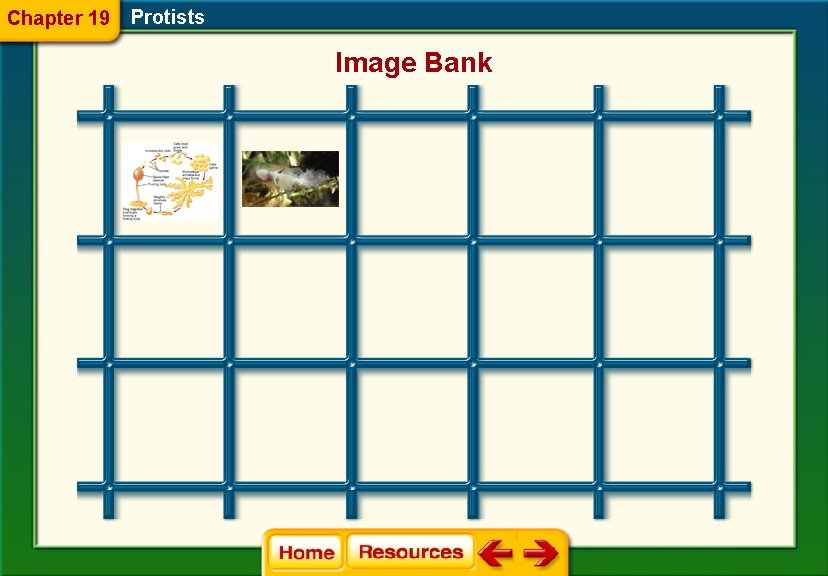 Chapter 19 Protists Image Bank 