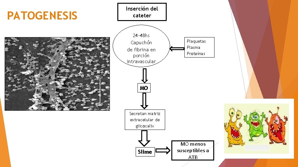 PATOGENESIS Inserción del cateter 24 -48 hs Capuchón de fibrina en porción intravascular Plaquetas