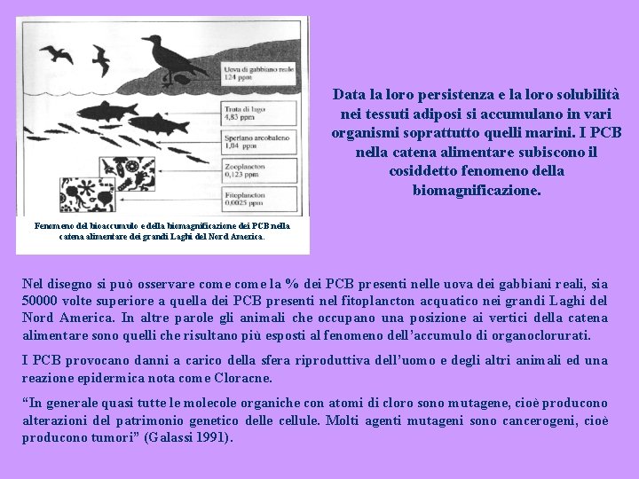 Data la loro persistenza e la loro solubilità nei tessuti adiposi si accumulano in