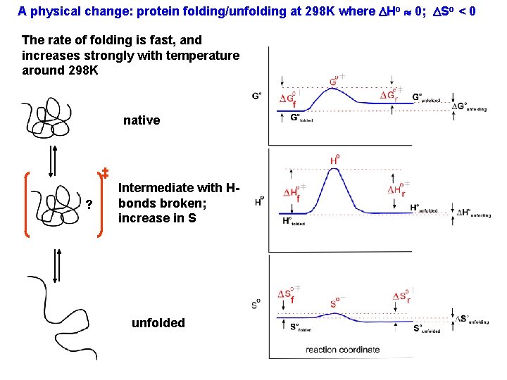 A physical change: protein folding/unfolding at 298 K where DHo 0; DSo < 0