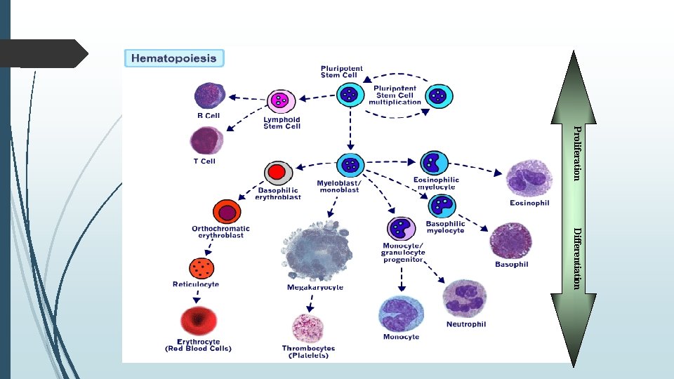 Proliferation Differentiation 