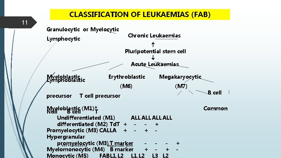 CLASSIFICATION OF LEUKAEMIAS (FAB) 11 Granulocytic or Myelocytic Chronic Leukaemias Lymphocytic Myeloblastic Lymphoblastic precursor