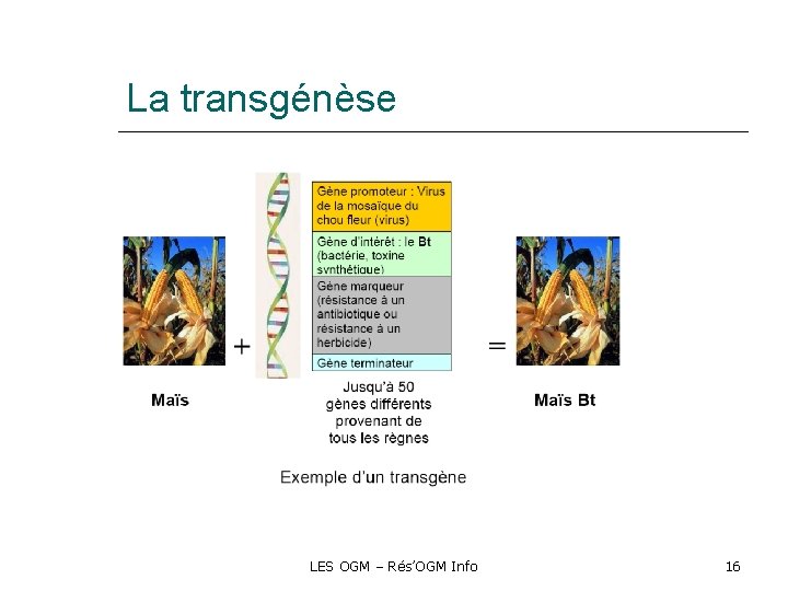 La transgénèse LES OGM – Rés’OGM Info 16 