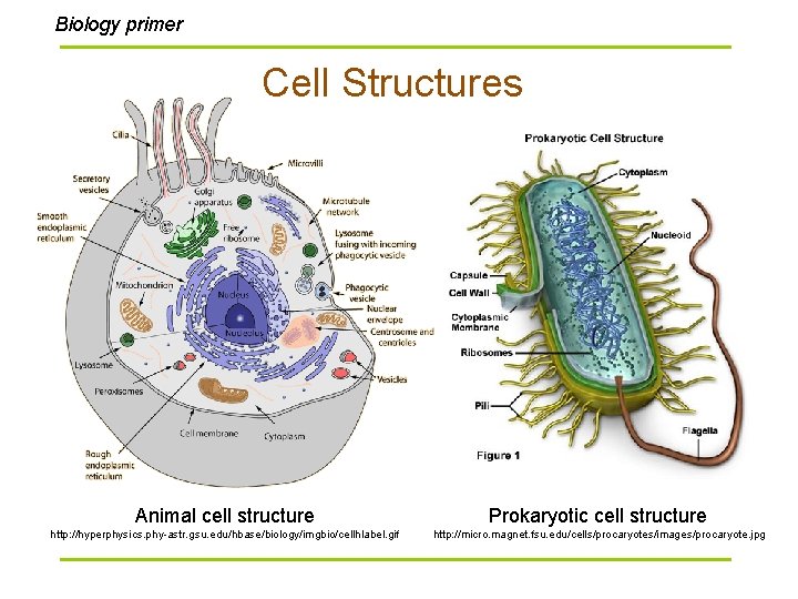 Biology primer Cell Structures Animal cell structure Prokaryotic cell structure http: //hyperphysics. phy-astr. gsu.