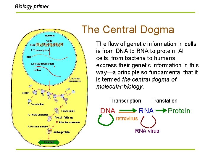 Biology primer The Central Dogma The flow of genetic information in cells is from