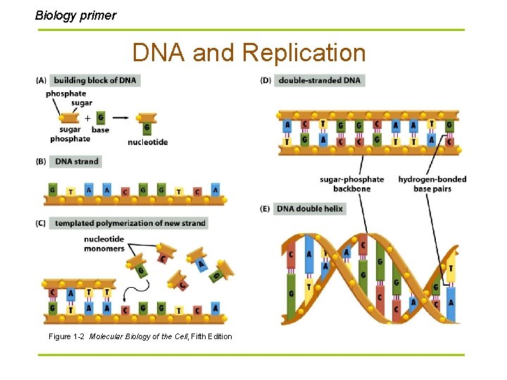 Biology primer DNA and Replication Figure 1 -2 Molecular Biology of the Cell, Fifth