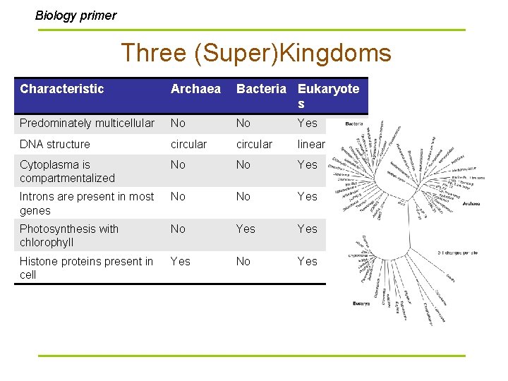 Biology primer Three (Super)Kingdoms Characteristic Archaea Bacteria Eukaryote s Predominately multicellular No No Yes
