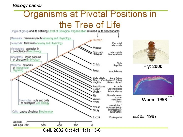 Biology primer Organisms at Pivotal Positions in the Tree of Life Fly: 2000 Worm: