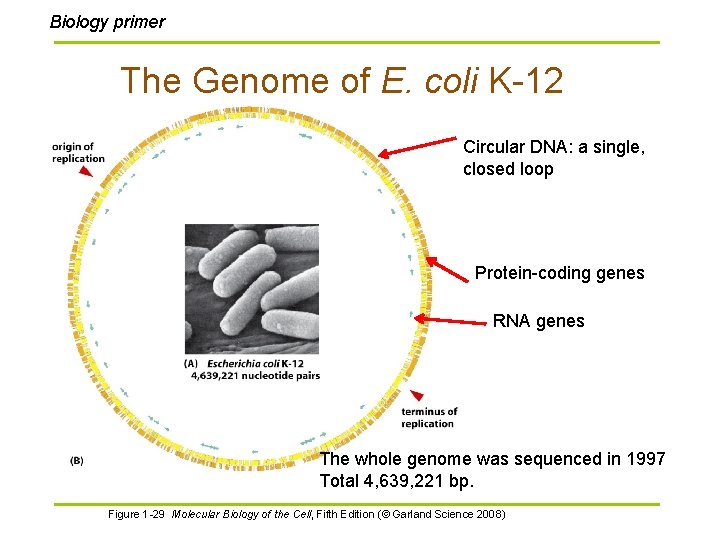 Biology primer The Genome of E. coli K-12 Circular DNA: a single, closed loop