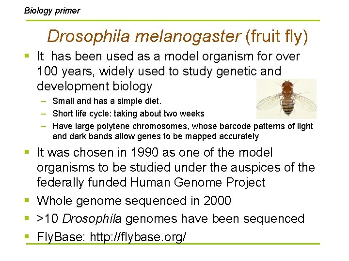 Biology primer Drosophila melanogaster (fruit fly) § It has been used as a model