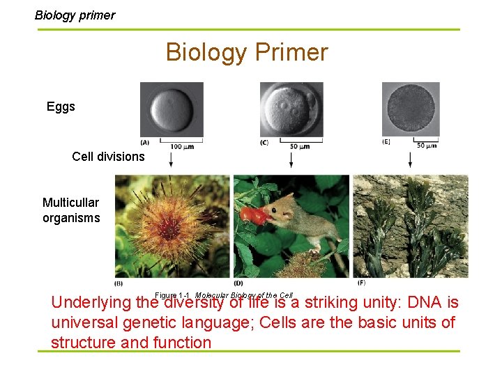 Biology primer Biology Primer Eggs Cell divisions Multicullar organisms Figure 1 -1 Molecular Biology
