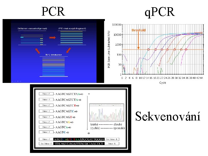 PCR q. PCR Sekvenování 