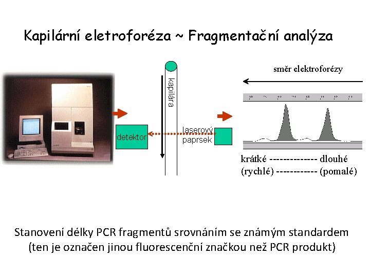 Kapilární eletroforéza ~ Fragmentační analýza směr elektroforézy kapilára detektor laserový paprsek krátké ------- dlouhé