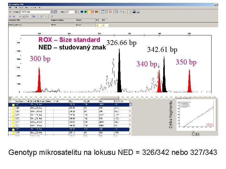 ROX – Size standard 326. 66 NED – studovaný znak 342. 61 bp 350